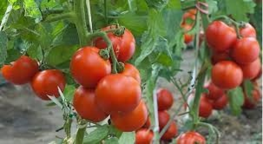 Red Tomato