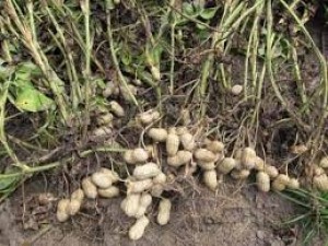 Ground nut direct from the garden