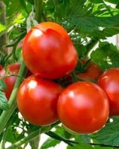 Tomato garden