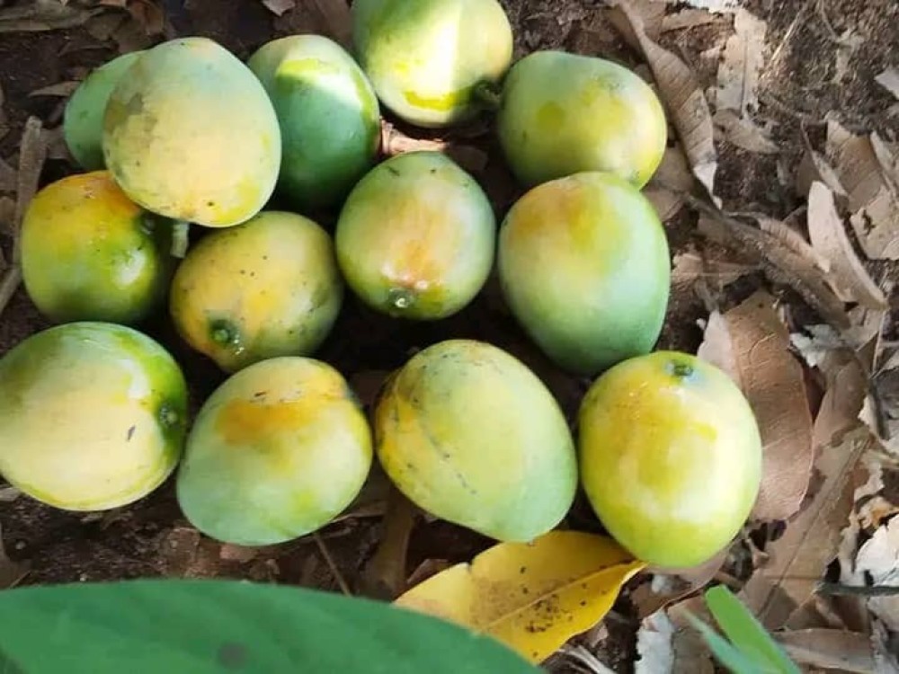 Fresh  Mangoes from Aweil