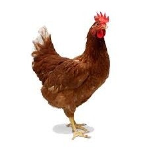Cock Chicken