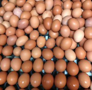 Eggs