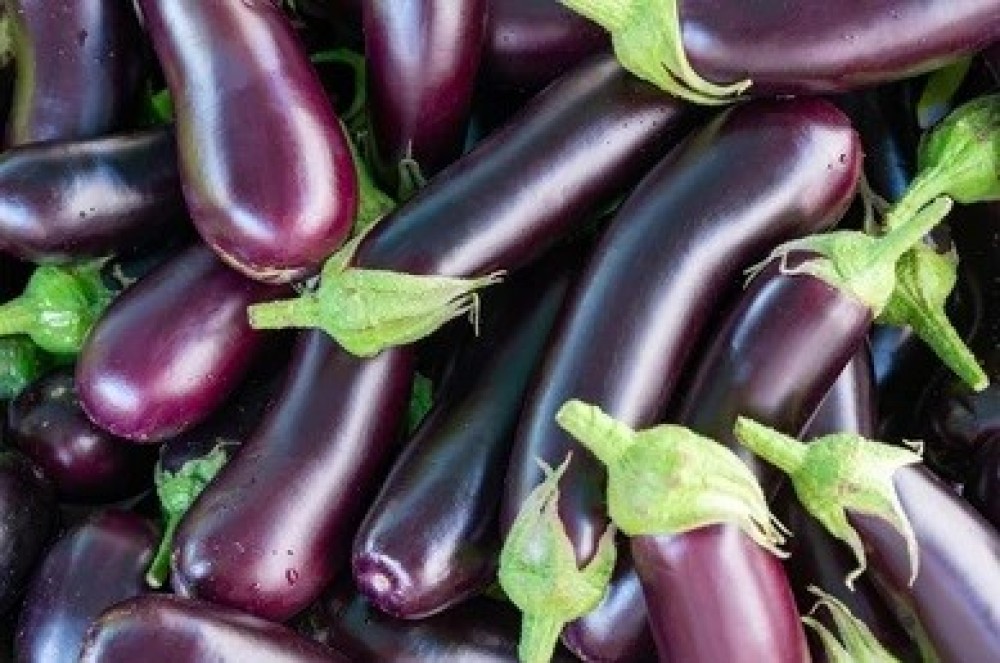 Eggplant Supply