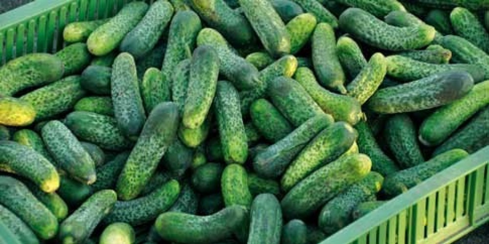 Cucumber