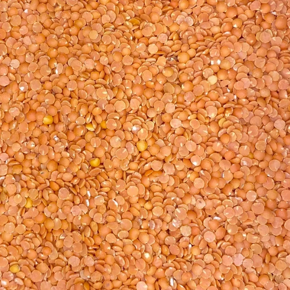 Red Lentils