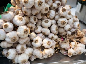 Garlic for Cooking