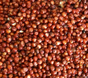 Red Sorghum